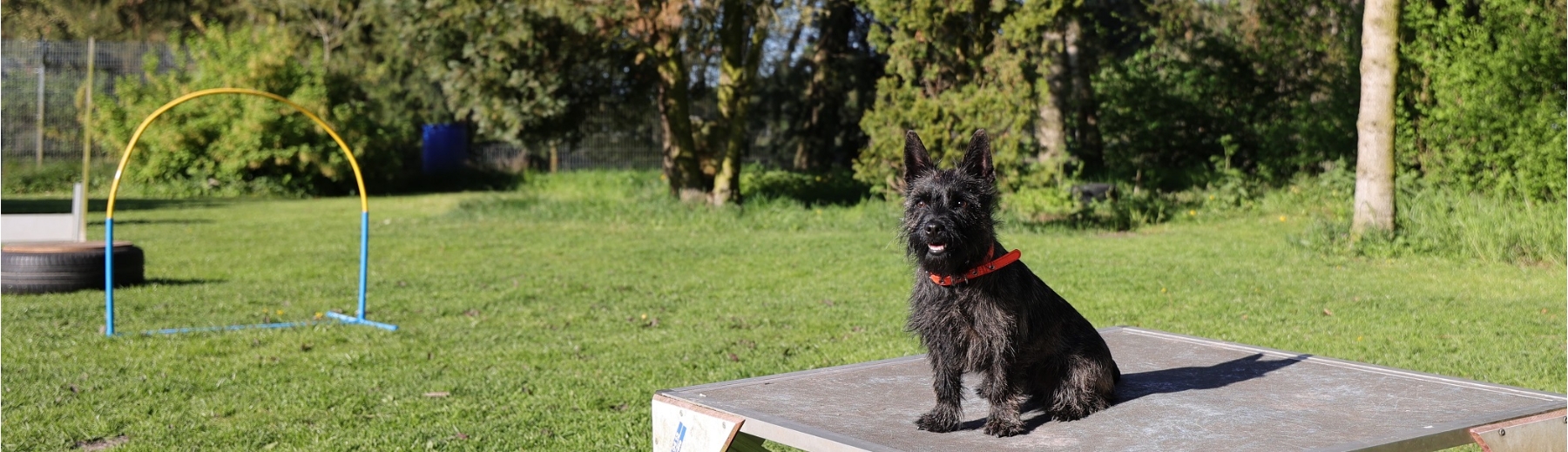 Cairn Terrier Hündin 