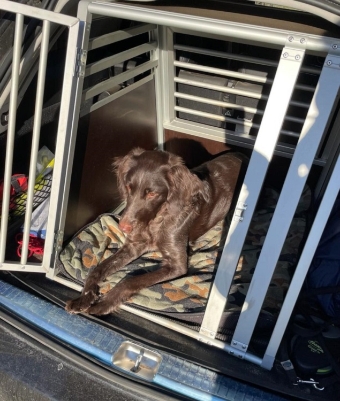 Hundebox im Auto hat viele Vorteile Hundebox im Auto hat viele Vorteile