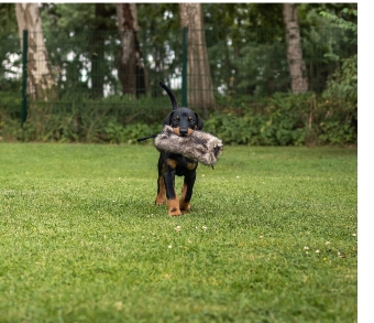 Don ist der neue Lehrling der Hundeschule